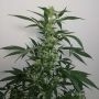 Violets Wonder Auto Feminized Marijuana Strain by Sumo Seeds For Sale Online at Cannabis Seeds Outlet