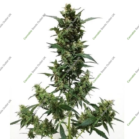 Violets Wonder Feminized Marijuana Strain by Sumo Seeds For Sale Online at Cannabis Seeds Outlet