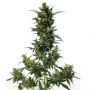 Violets Wonder Feminized Marijuana Strain by Sumo Seeds For Sale Online at Cannabis Seeds Outlet