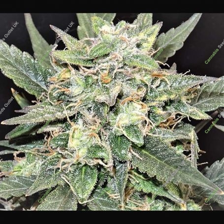 West Coast Bubbles Auto Marijuana Strain by Sumo Seeds For Sale Online at Cannabis Seeds Outlet