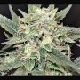 West Coast Bubbles Auto Marijuana Strain by Sumo Seeds For Sale Online at Cannabis Seeds Outlet