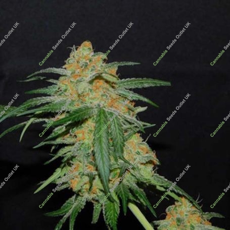 West Coast Bubbles Feminized Marijuana Strain by Sumo Seeds For Sale Online at Cannabis Seeds Outlet