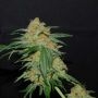 West Coast Bubbles Feminized Marijuana Strain by Sumo Seeds For Sale Online at Cannabis Seeds Outlet