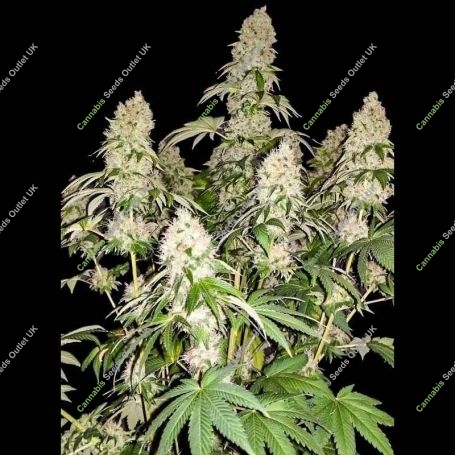 White Caramel Cookie Feminized Marijuana Strain by Sumo Seeds For Sale Online at Cannabis Seeds Outlet