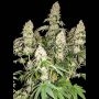 White Caramel Cookie Feminized Marijuana Strain by Sumo Seeds For Sale Online at Cannabis Seeds Outlet