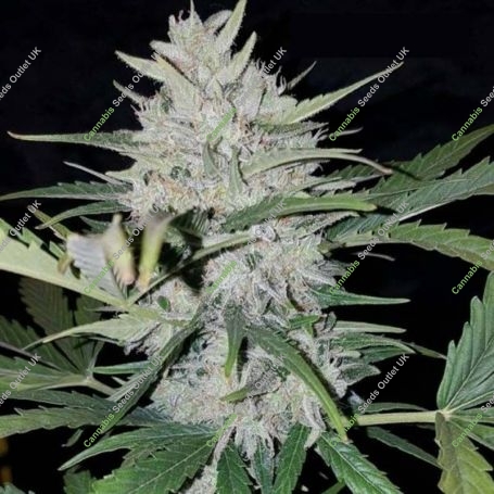 White Cheese Auto Feminized Marijuana Strain by Sumo Seeds For Sale Online at Cannabis Seeds Outlet