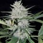 White Cheese Auto Feminized Marijuana Strain by Sumo Seeds For Sale Online at Cannabis Seeds Outlet