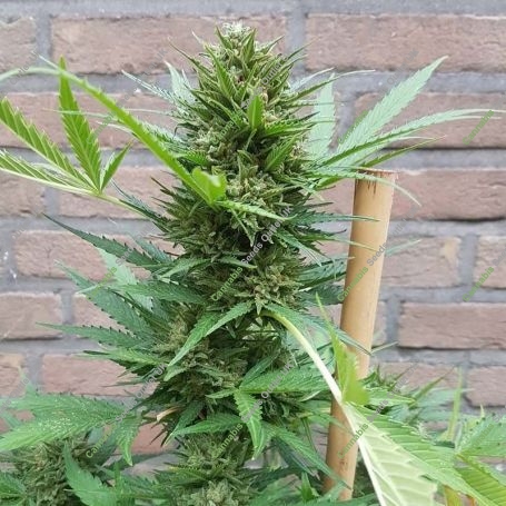 White Widow Original Auto Feminized Marijuana Strain by Sumo Seeds For Sale Online at Cannabis Seeds Outlet