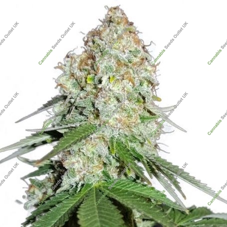 White Widow Original Feminized Marijuana Strain by Sumo Seeds For Sale Online at Cannabis Seeds Outlet