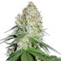 White Widow Original Feminized Marijuana Strain by Sumo Seeds For Sale Online at Cannabis Seeds Outlet