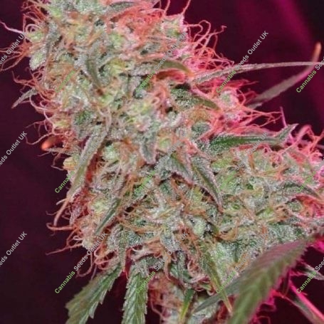 Zombie Haze Feminized Marijuana Strain by Sumo Seeds For Sale Online at Cannabis Seeds Outlet