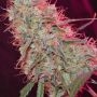 Zombie Haze Feminized Marijuana Strain by Sumo Seeds For Sale Online at Cannabis Seeds Outlet