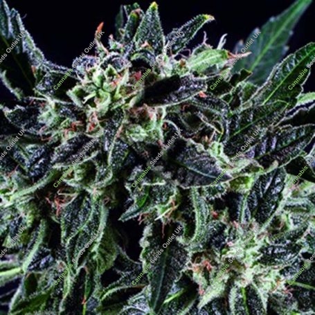 Amnesia Haze x SCBDX Feminized Marijuana Strain by Super CBDx For Sale Online at Cannabis Seeds Outlet