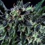 Amnesia Haze x SCBDX Feminized Marijuana Strain by Super CBDx For Sale Online at Cannabis Seeds Outlet