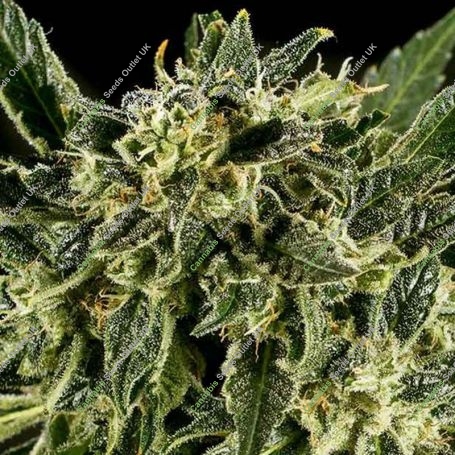 Baba Yao x SCBDX Feminized Marijuana Strain by Super CBDx For Sale Online at Cannabis Seeds Outlet