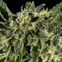 Baba Yao x SCBDX Feminized Marijuana Strain by Super CBDx For Sale Online at Cannabis Seeds Outlet