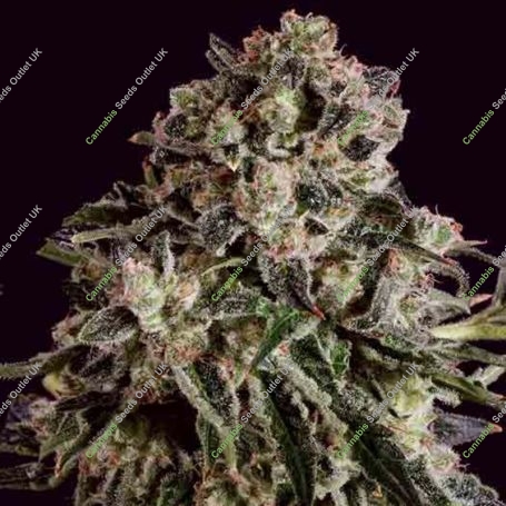 Black Critical x SCBDX Feminized Marijuana Strain by Super CBDx For Sale Online at Cannabis Seeds Outlet