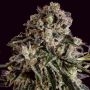 Black Critical x SCBDX Feminized Marijuana Strain by Super CBDx For Sale Online at Cannabis Seeds Outlet