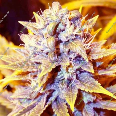 Black Kush x SCBDX Feminized Marijuana Strain by Super CBDx For Sale Online at Cannabis Seeds Outlet