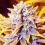 Black Kush x SCBDX Feminized Marijuana Strain by Super CBDx For Sale Online at Cannabis Seeds Outlet