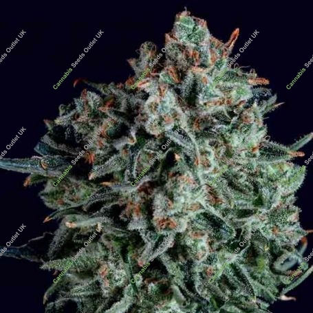 Blue Cheese x SCBDX Feminized Marijuana Strain by Super CBDx For Sale Online at Cannabis Seeds Outlet