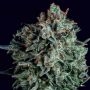 Blue Cheese x SCBDX Feminized Marijuana Strain by Super CBDx For Sale Online at Cannabis Seeds Outlet