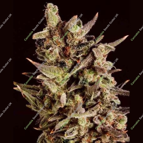 Blueberry Headband x SCBDX Feminized Marijuana Strain by Super CBDx For Sale Online at Cannabis Seeds Outlet
