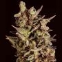Blueberry Headband x SCBDX Feminized Marijuana Strain by Super CBDx For Sale Online at Cannabis Seeds Outlet