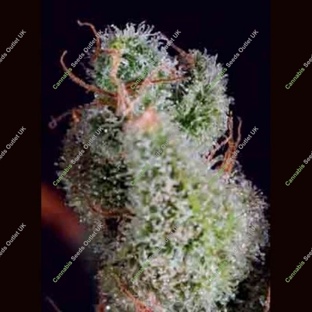 Cheese x SCBDX Feminized Marijuana Strain by Super CBDx For Sale Online at Cannabis Seeds Outlet