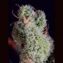 Cheese x SCBDX Feminized Marijuana Strain by Super CBDx For Sale Online at Cannabis Seeds Outlet