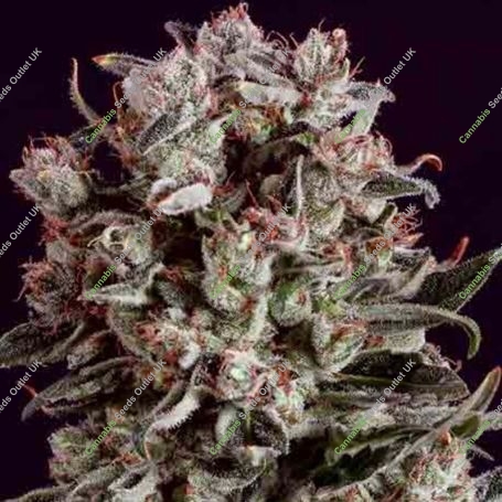 Critical Mass x SCBDX Feminized Marijuana Strain by Super CBDx For Sale Online at Cannabis Seeds Outlet