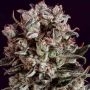 Critical Mass x SCBDX Feminized Marijuana Strain by Super CBDx For Sale Online at Cannabis Seeds Outlet