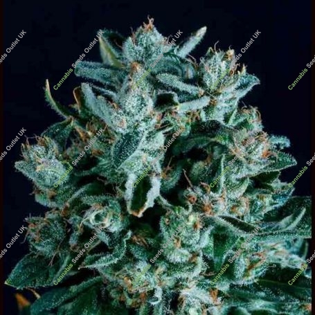 Diesel x SCBDX Feminized Marijuana Strain by Super CBDx For Sale Online at Cannabis Seeds Outlet