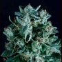 Diesel x SCBDX Feminized Marijuana Strain by Super CBDx For Sale Online at Cannabis Seeds Outlet