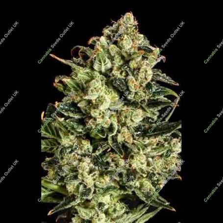 Emerald Jack x SCBDX Feminized Marijuana Strain by Super CBDx For Sale Online at Cannabis Seeds Outlet