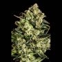 Emerald Jack x SCBDX Feminized Marijuana Strain by Super CBDx For Sale Online at Cannabis Seeds Outlet