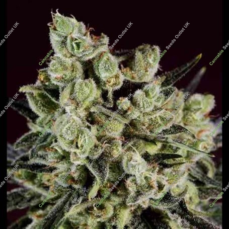 Grapefruit x SCBDX Feminized Marijuana Strain by Super CBDx For Sale Online at Cannabis Seeds Outlet