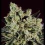 Grapefruit x SCBDX Feminized Marijuana Strain by Super CBDx For Sale Online at Cannabis Seeds Outlet