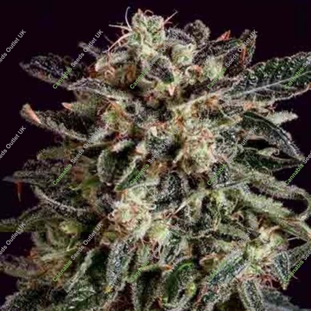 Jack Flash x SCBDX Feminized Marijuana Strain by Super CBDx For Sale Online at Cannabis Seeds Outlet