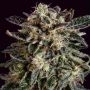 Jack Flash x SCBDX Feminized Marijuana Strain by Super CBDx For Sale Online at Cannabis Seeds Outlet