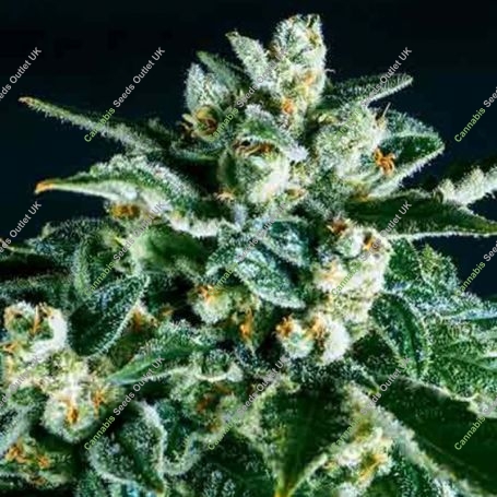 Jack Herer x SCBDX Feminized Marijuana Strain by Super CBDx For Sale Online at Cannabis Seeds Outlet