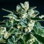 Jack Herer x SCBDX Feminized Marijuana Strain by Super CBDx For Sale Online at Cannabis Seeds Outlet