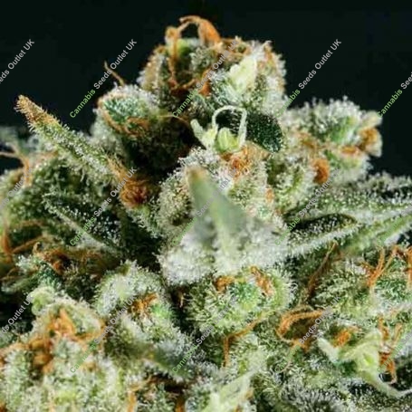 Lemon Haze x SCBDX Feminized Marijuana Strain by Super CBDx For Sale Online at Cannabis Seeds Outlet