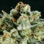 Lemon Haze x SCBDX Feminized Marijuana Strain by Super CBDx For Sale Online at Cannabis Seeds Outlet
