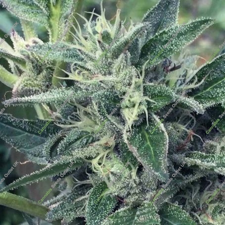 Lost Coast OG x SCBDX Feminized Marijuana Strain by Super CBDx For Sale Online at Cannabis Seeds Outlet