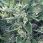 Lost Coast OG x SCBDX Feminized Marijuana Strain by Super CBDx For Sale Online at Cannabis Seeds Outlet