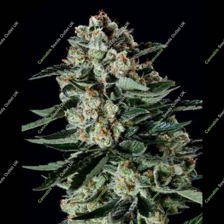 Matanuska Thunderfuck x SCBDX Feminized Marijuana Strain by Super CBDx For Sale Online at Cannabis Seeds Outlet