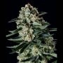 Matanuska Thunderfuck x SCBDX Feminized Marijuana Strain by Super CBDx For Sale Online at Cannabis Seeds Outlet