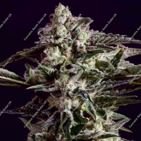 NYC Diesel x SCBDX Feminized Marijuana Strain by Super CBDx For Sale Online at Cannabis Seeds Outlet