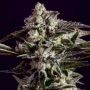 NYC Diesel x SCBDX Feminized Marijuana Strain by Super CBDx For Sale Online at Cannabis Seeds Outlet